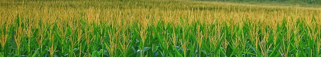 Corn Field